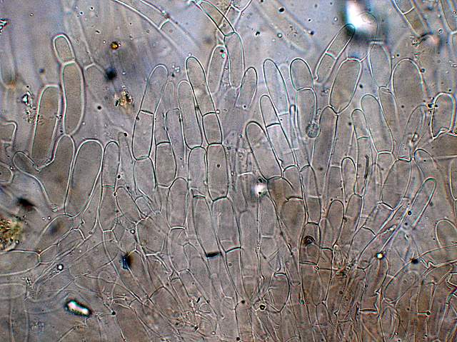 Camarophyllopsis atrovelutina  (Romagn.)  Argaud